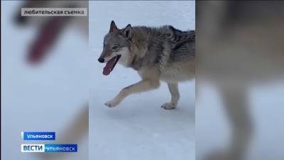В Ульяновске, сбежавший из вольера в парке волк, напал на прохожего