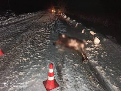 В Кадомском районе водитель сбил лося