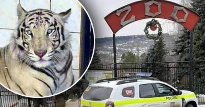 В Кишиневе тигр напал на человека, за жизнь пострадавшего борются врачи