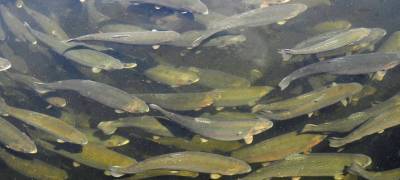 В Карелии начался сбор подписей против нового рыбоводного участка на Онежском озере