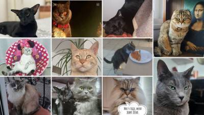 Семен Семеныч и 10 самых игривых котов Израиля: завершился конкурс "Вестей"