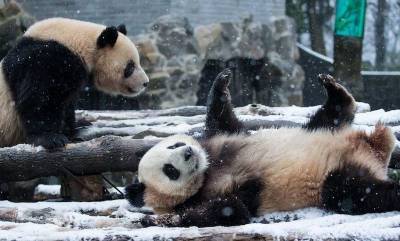 Мощный зимний шторм вызвал безудержное веселье у гигантских панд в зоопарке Вашингтона