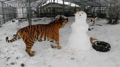 Снежные забавы в Гродненском зоопарке. Как тигры подружились со снеговиками (видео)