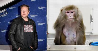 Илон Маск сообщил о чипировании обезьяны