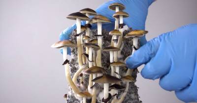 Житель США сделал инъекцию из отвара галлюциногенных грибов и чуть не умер: они проросли в его теле