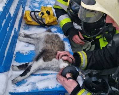 В Кемерове спасатели реанимировали пострадавшую в пожаре на Мичурина кошку