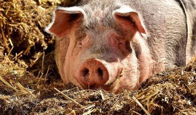 В Башкирии уничтожили полтонны паштета с вирусом африканской чумы свиней