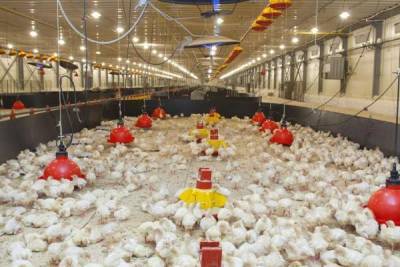 Власти Ростовской области уничтожат 213 тыс. птиц из-за вспышки гриппа nbsp