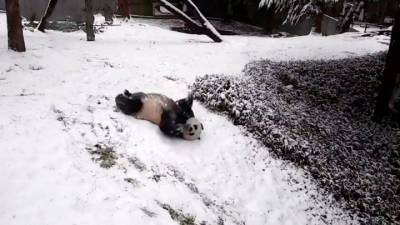 Панды в зоопарке Вашингтона обрадовались снегу и попали на видео