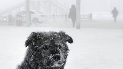 Новая жизнь косовских собак