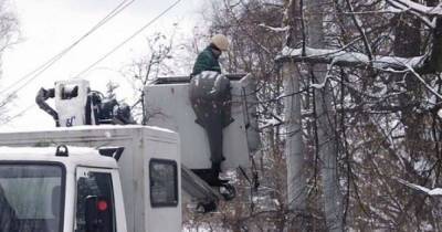 "Положили зуб на тополя": село под Киевом лишилось электричества из-за бобров (фото)