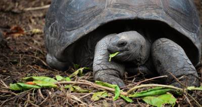 IKEA спасает популяцию черепах гофер и болотную сосну