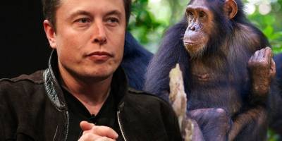 Илон Маск вживил чип в мозг обезьяны и научил ее видеоиграм - ТЕЛЕГРАФ