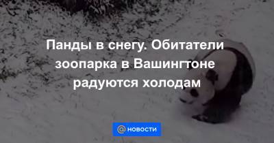 Панды в снегу. Обитатели зоопарка в Вашингтоне радуются холодам