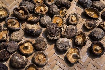 Ученые рассказали о пользе грибов для организма и мира