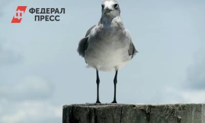 Неравнодушные москвичи спасли чайку со сломанным крылом