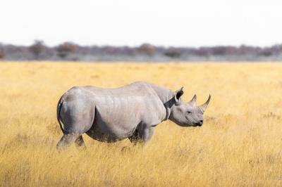 Карантин в ЮАР сократил случаи убийства носорогов браконьерами и мира
