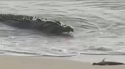 Крокодил нагло отобрал улов у двух рыбаков в Австралии - видео