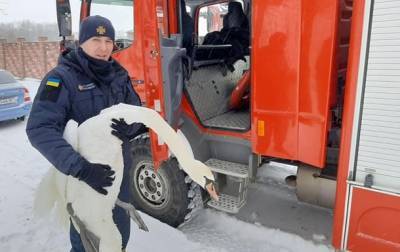 На Львовщине из снежной ловушки спасли 15 лебедей - korrespondent.net