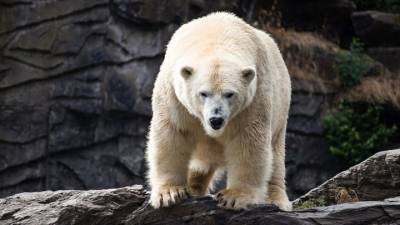 В зоопарке Детройта белый медведь убил медведицу