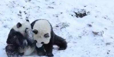 Сеть взорвала реакция панд на снег (ВИДЕО)