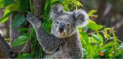 Пользователей Сети покорила коала, которая села за руль автомобиля (ВИДЕО)