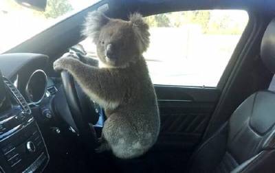 В Австралии коала "устроила" ДТП