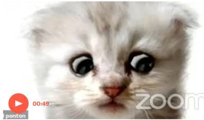 «Это я. Я не кот»: адвокат провел судебные слушания в Zoom в кошачьей маске