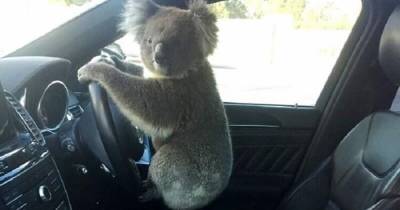 В Австралии коала села за руль авто, но сначала устроила ДТП (фото)