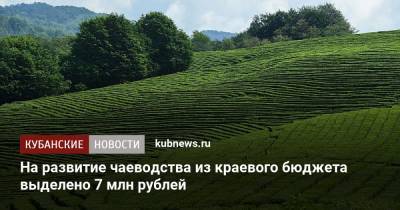 На развитие чаеводства из краевого бюджета выделено 7 млн рублей