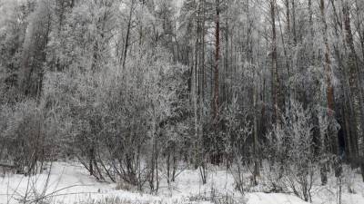 Два пакета с человеческими останками найдены в лесу под Петербургом