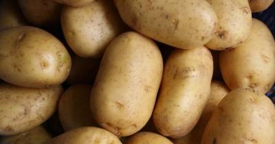 Импорт картофеля в Украину за последние два года вырос на 2500%