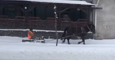 На Львовщине коммунальщик чистил снег с помощью коня (видео)