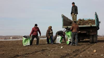 Кабмин РФ решит вопрос привлечения мигрантов к сезонным полевым работам