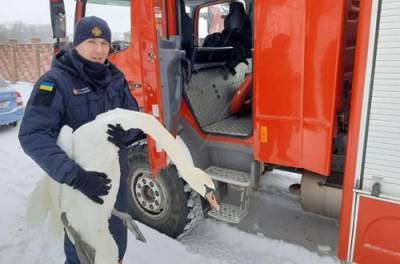 Стая лебедей на Львовщине оказалась в ледяной ловушке: детали спасательной операции
