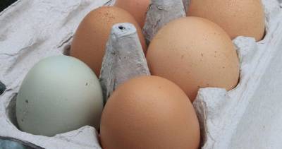 Почему в Таджикистане подорожали яйца? — Ответ Минсельхоза