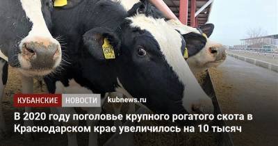 В 2020 году поголовье крупного рогатого скота в Краснодарском крае увеличилось на 10 тысяч
