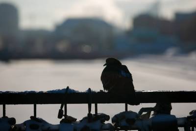 МЧС предупредила о морозах до –42 градусов в Свердловской области