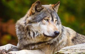 Ученые обнаружили у волков необычную тактику охоты на бобров