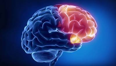 Учёные научились прогнозировать возникновение болезни Альцгеймера - argumenti.ru - Колумбия - Нью-Йорк