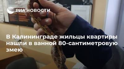 В Калининграде жильцы квартиры нашли в ванной 80-сантиметровую змею