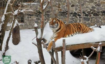 Зима в киевском зоопарке: там показали фото животных среди снежных сугробов