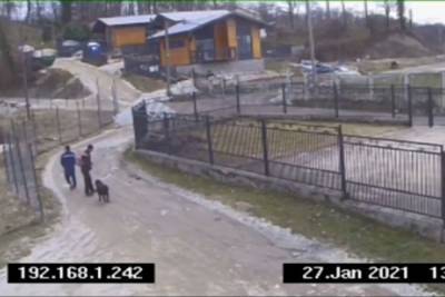 Жители Сочи рассказали, что их собаку похитили и съели - kuban.mk.ru - Сочи - район Адлерский
