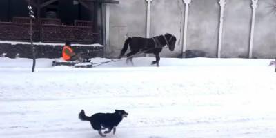 Во Львовской области коммунальщик использовал для уборки снега лошадь с санями — видео