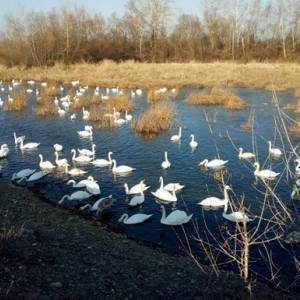 В Латвии впервые обнаружили птичий грипп
