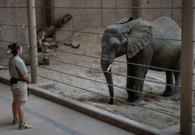 Обитателям британских зоопарков грозит усыпление