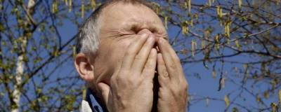 Прощай, белоствольный аллерген: в России появится вакцина против аллергии на пыльцу березы