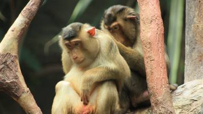 Ветеринары в Подмосковье в 2020 году осмотрели около 130 обезьян