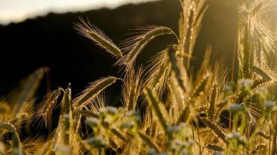 Ученые из Ленобласти создали гибрид ржи и пшеницы