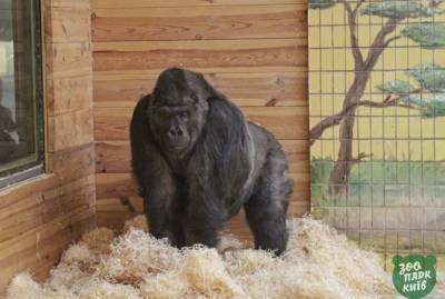 В Киевском зоопарке рассказали о самочувствии заболевшей 46-летней гориллы Тони